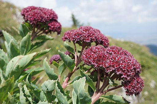 Quelle [xulescu_g (https://commons.wikimedia.org/wiki/File:Hylotelephium_(Sedum)_telephium_ssp._fabaria_(48522642772).jpg), „Hylotelephium (Sedum) telephium ssp. fabaria (48522642772)“, https://creativecommons.org/licenses/by-sa/2.0/legalcode]
