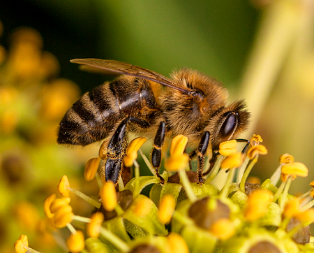 Darstellung einer Honigbiene