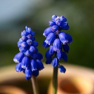 Traubenhyazinthe - Darstellung der Blüte