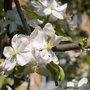 Apfelbaum - Darstellung der Blüte
