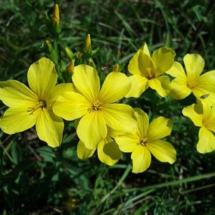 Gelber Lein - Darstellung der Blüte