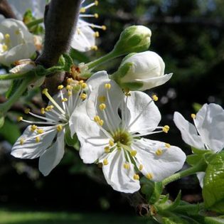 Pflaume (Prunus domestica) - Darstellung der Blüte