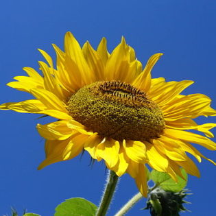 Sonnenblume - Darstellung der Blüte