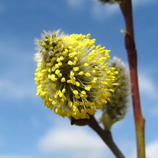 Sal-Weide (Salix caprea) - Darstellung der Blüte