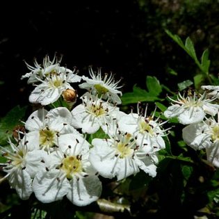 Eingriffeliger Weißdorn (Crataegus monogyna) - Darstellung der Blüte