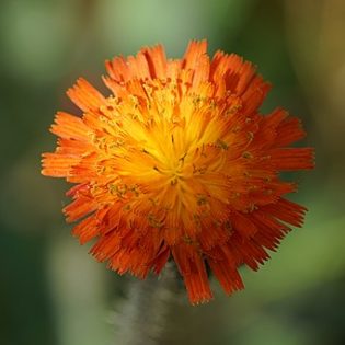 Orangerotes Habichtskraut - Darstellung der Blüte