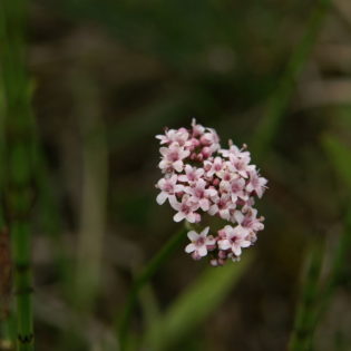 Baldrian, kleiner - Blüte