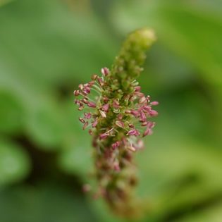 Wegerich, Breit (Plantago major) - Blüte
