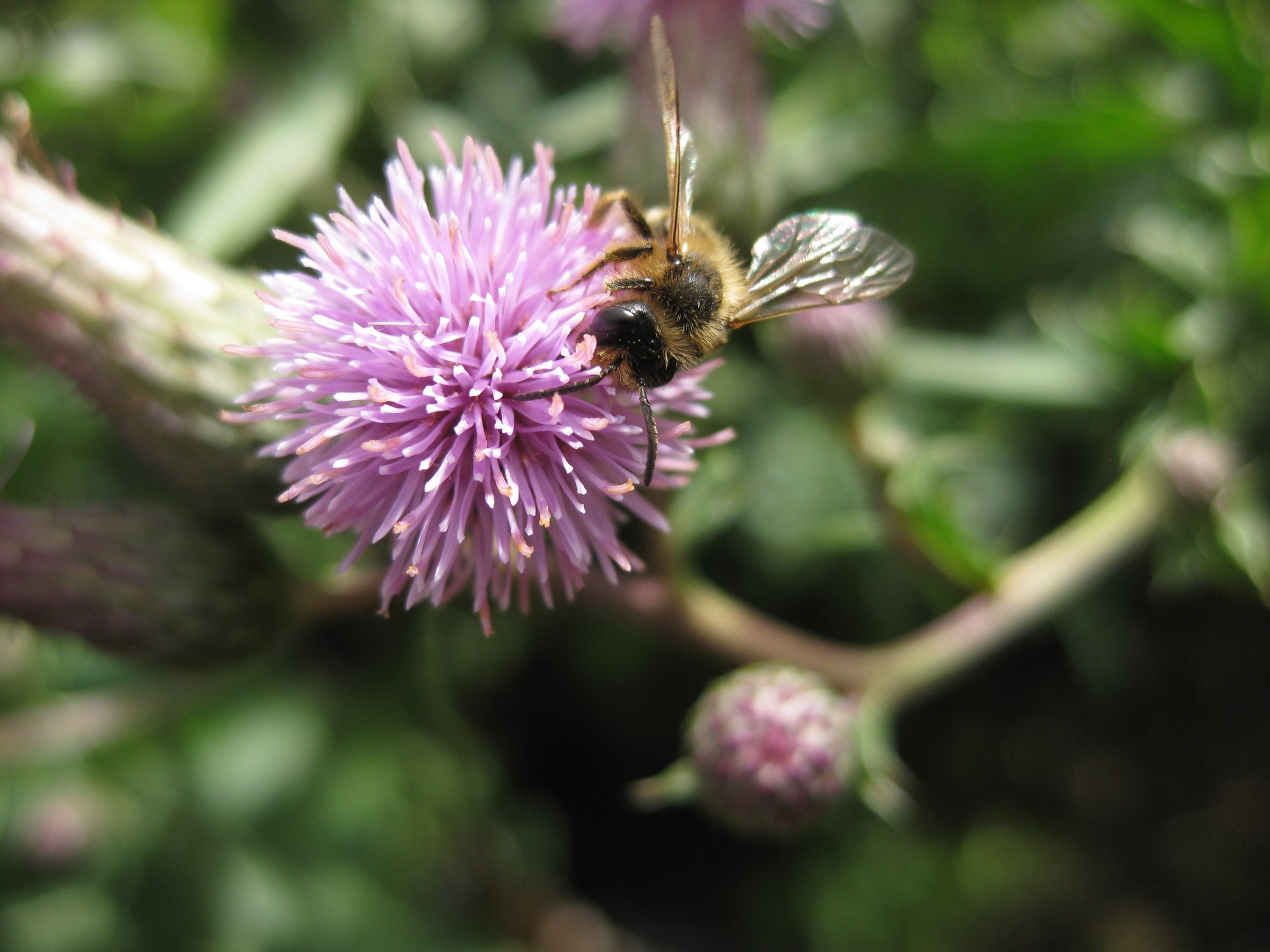 Blüte der Acker Kratzdistel mit Biene