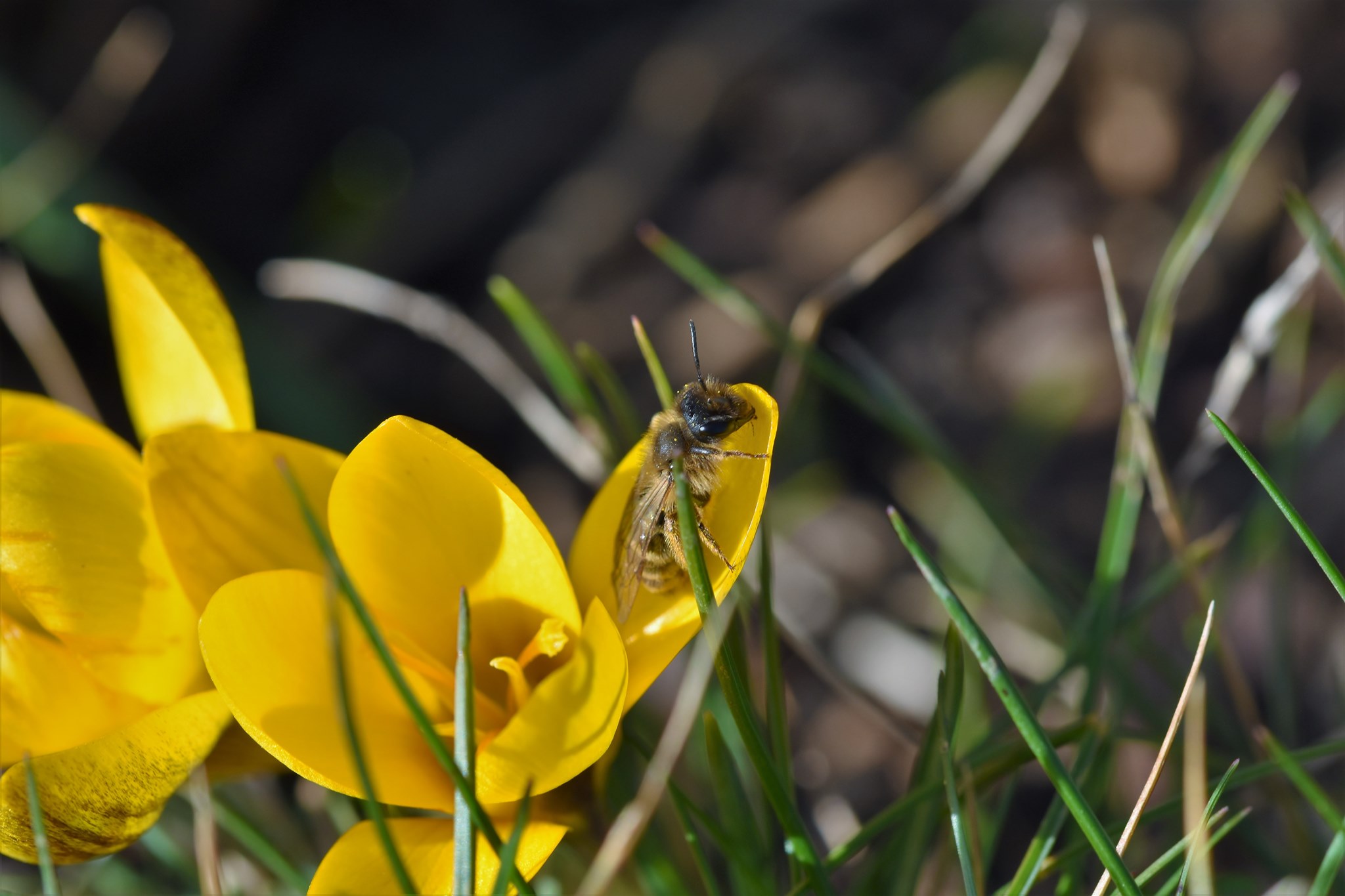 155052994_267958611440598_6046813340152103576_o Darstellung einer Blüte mit Biene