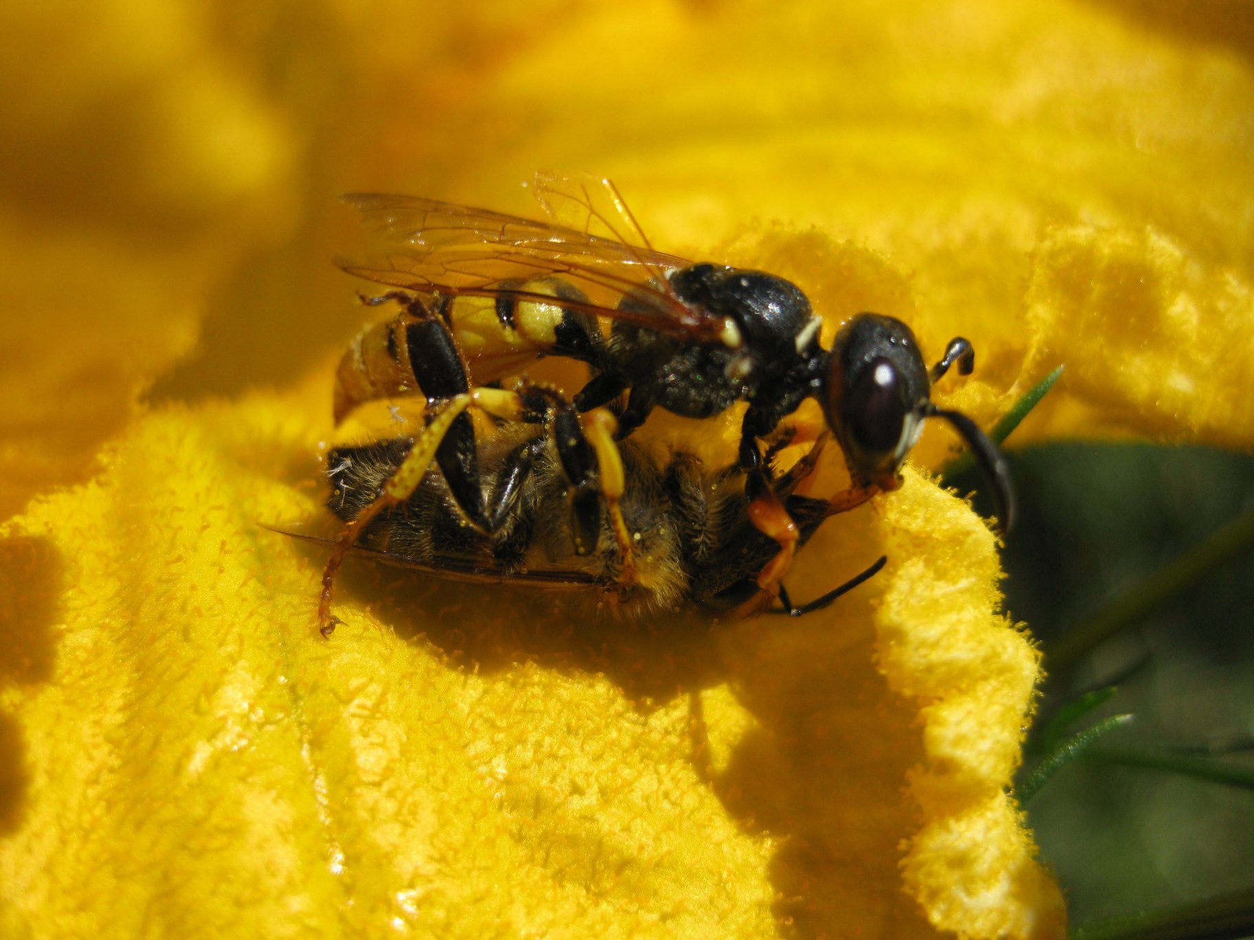 Bienenwolf mit Honigbiene auf Kürbisblüte (bienenfreundliche Pflanze)