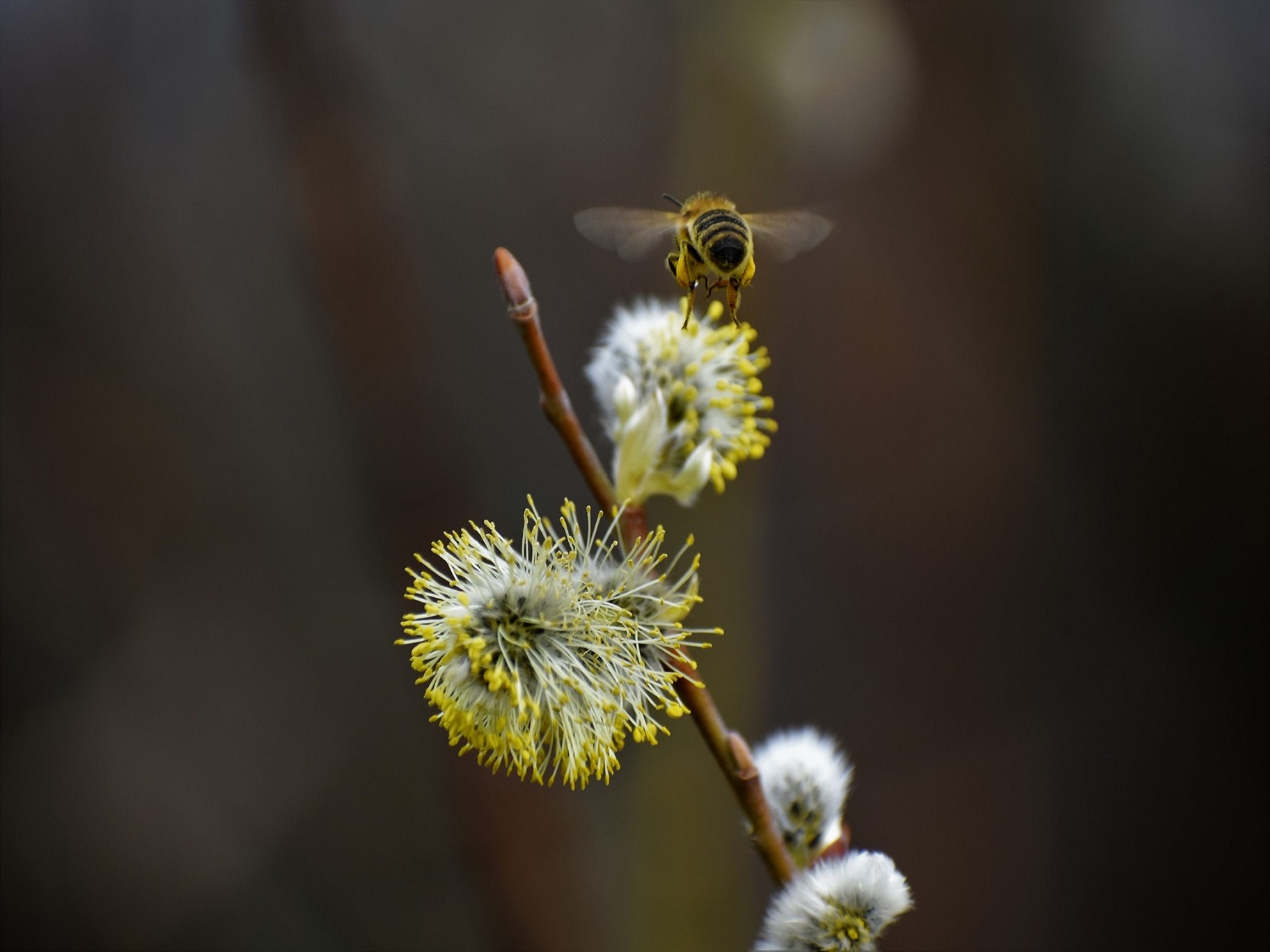 Honigbiene fliegt zur Sal-Weide (Salix caprea)