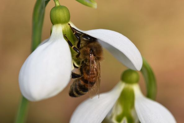 Bienenarten - Honigbiene an Schneeglöckchen