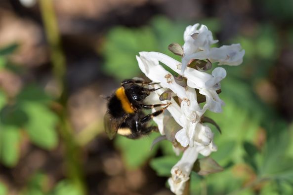 Bienenarten - Erdhummel am Hohlen Lerchensporn