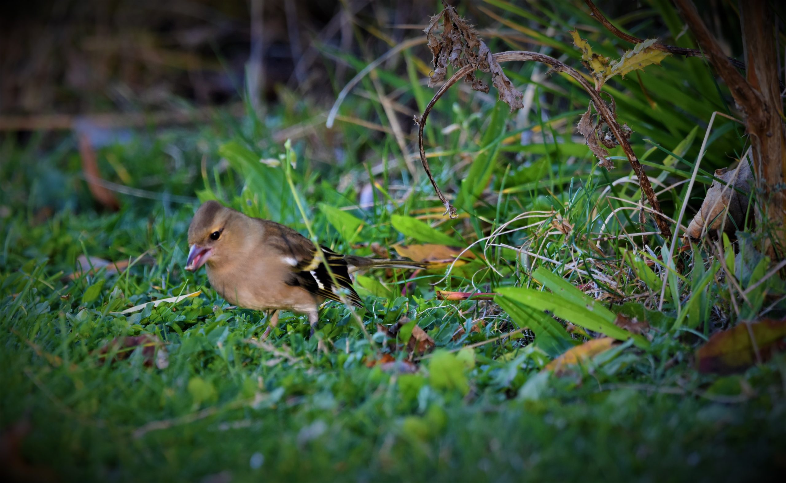 Buchfink sucht nach Nahrung im Garten