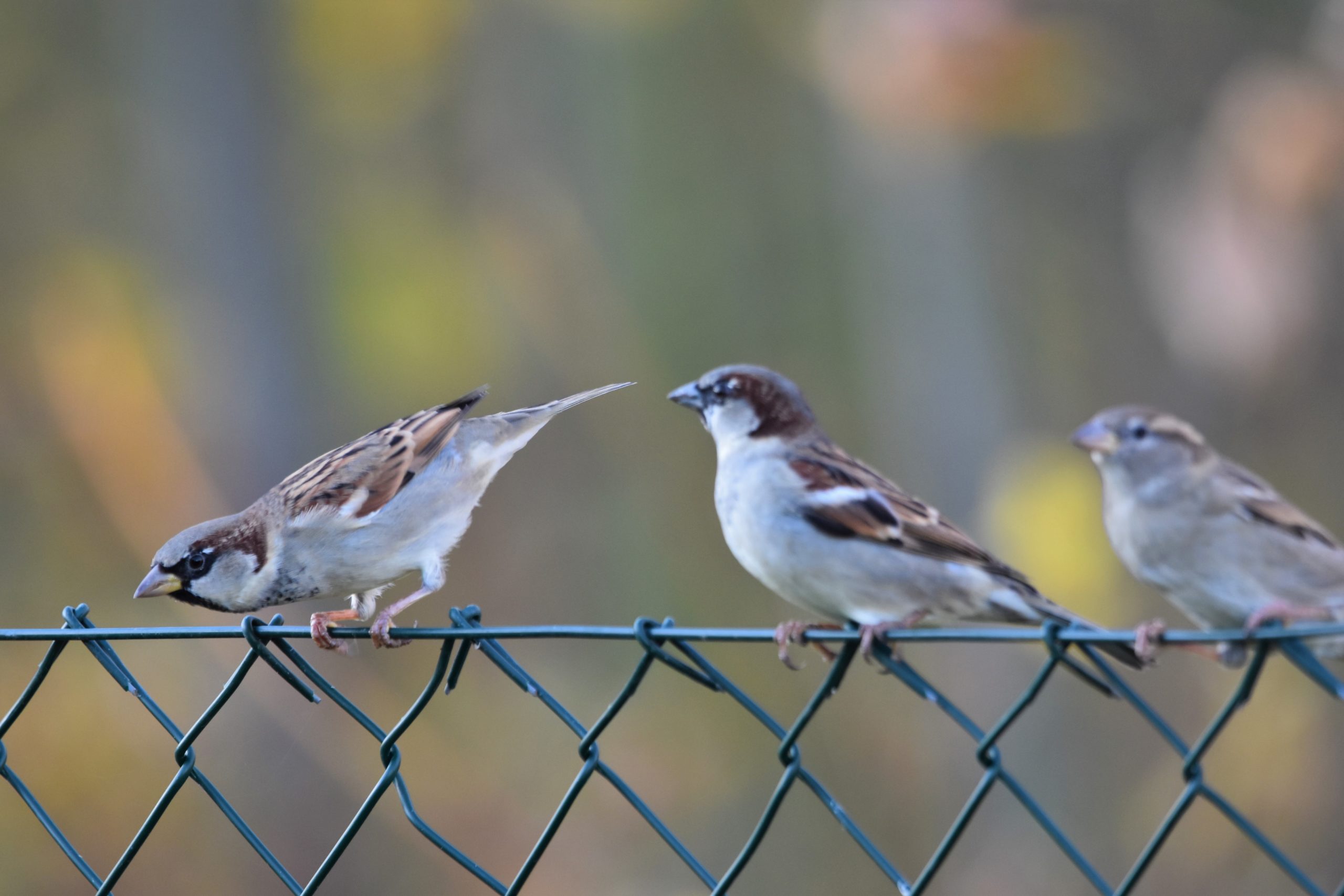 Beitrag Vögel im Garten - Gruppe von Spatzen auf Zaun