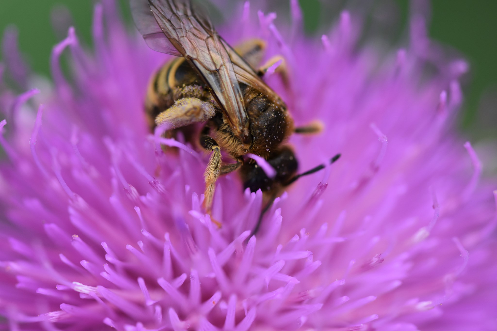 Wildbiene auf Distelblüte