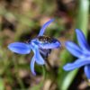 Biene auf Sibirischem Blaustern (Scilla siberica)