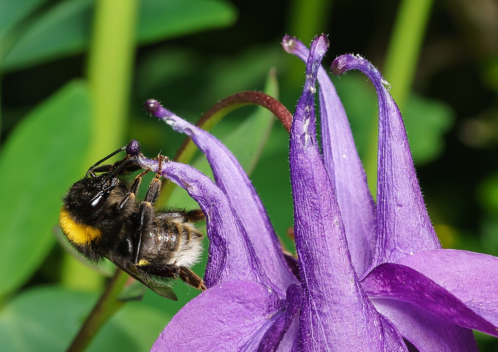 Gewöhnliche Akelei (Aquilegia vulgaris) - Hummel auf der Blüte