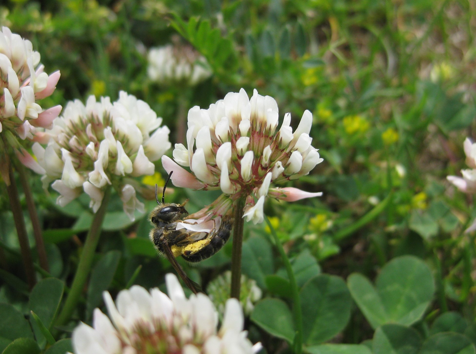 Weißklee (Trifolium repens) - Darstellung der Blüte mit Biene