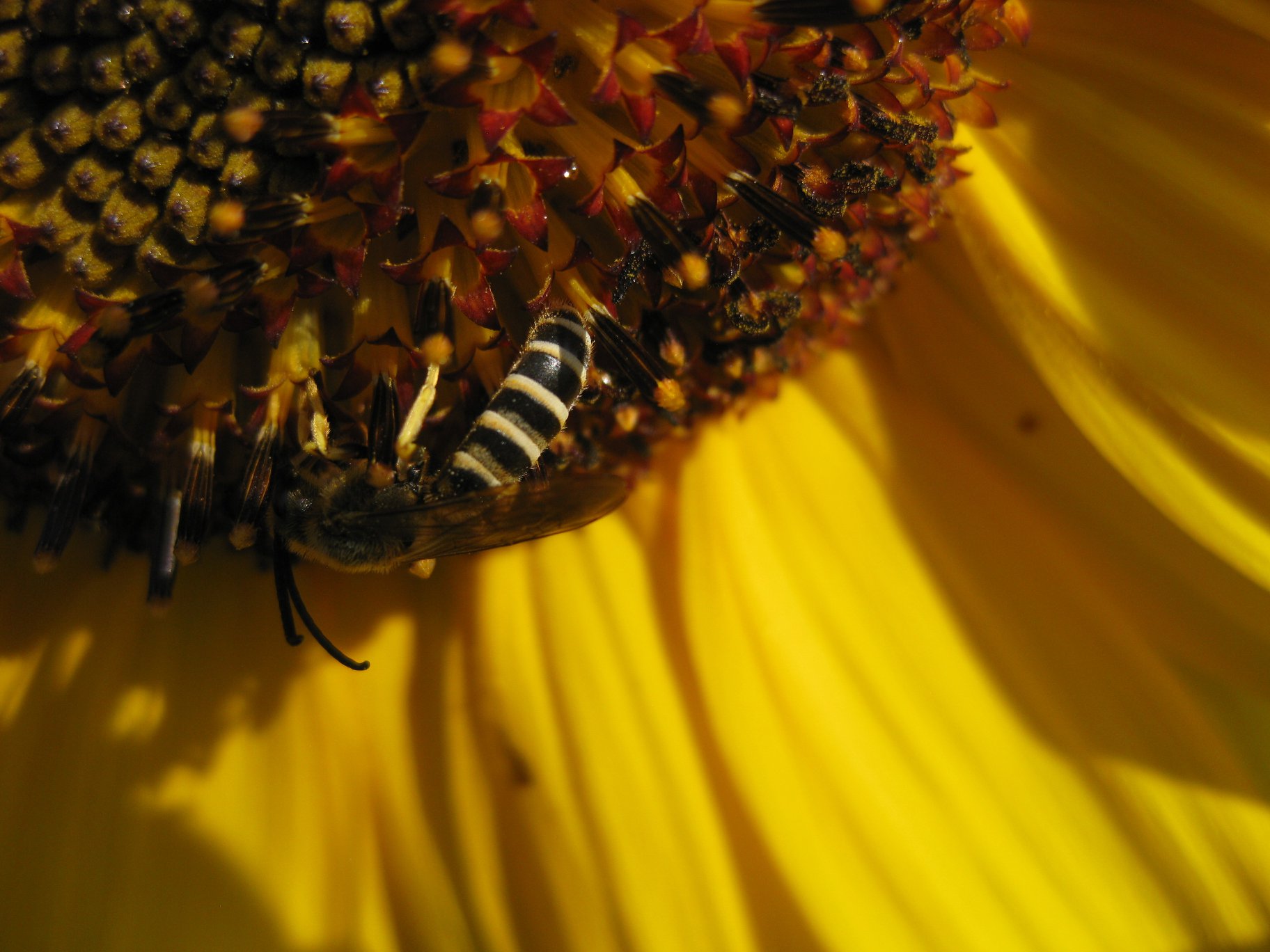 Wildbiene auf der Sonnenblume