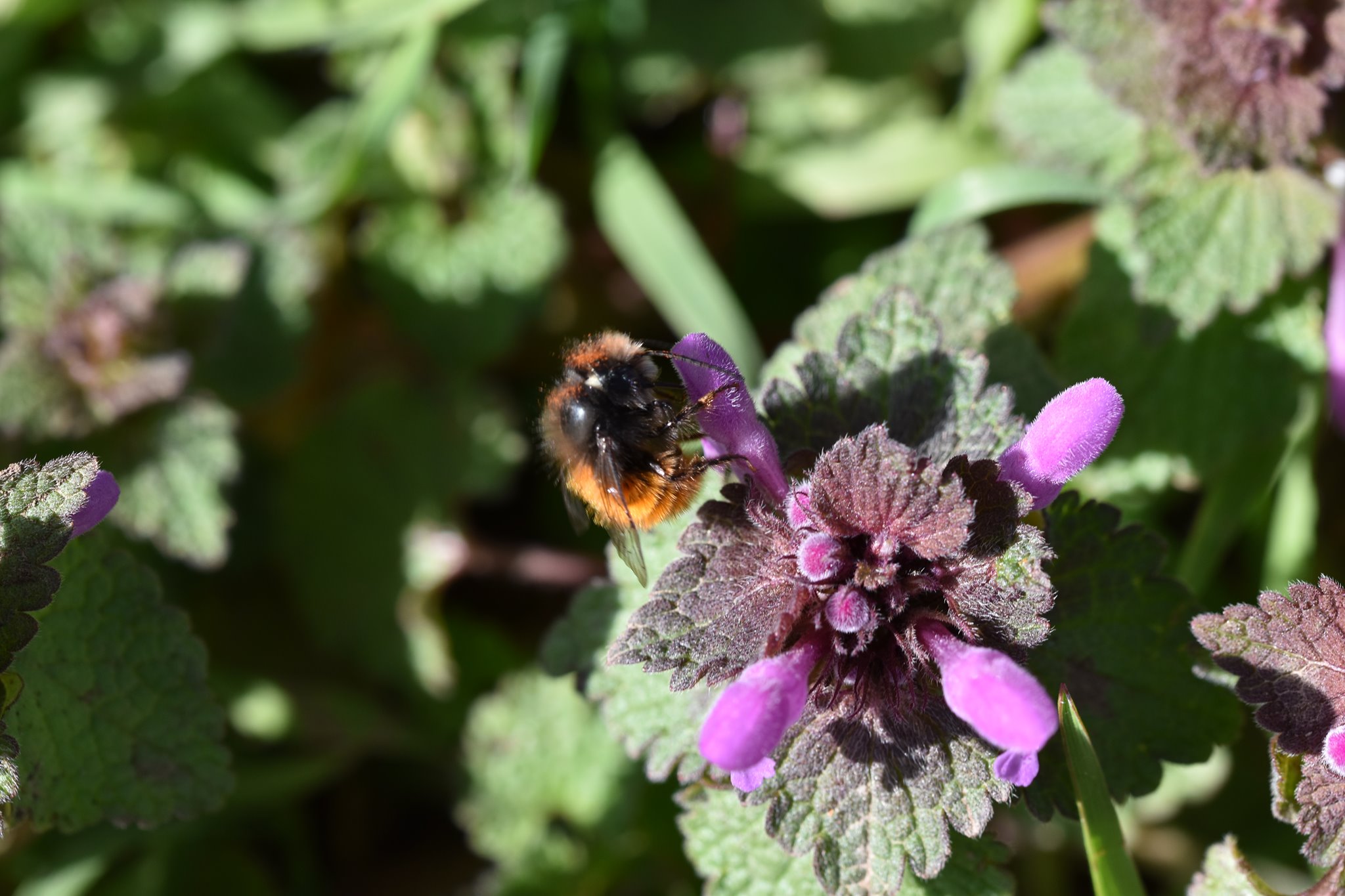 Foto: Martin Hampe MAuerbiene an Purpurroter Taubnessel