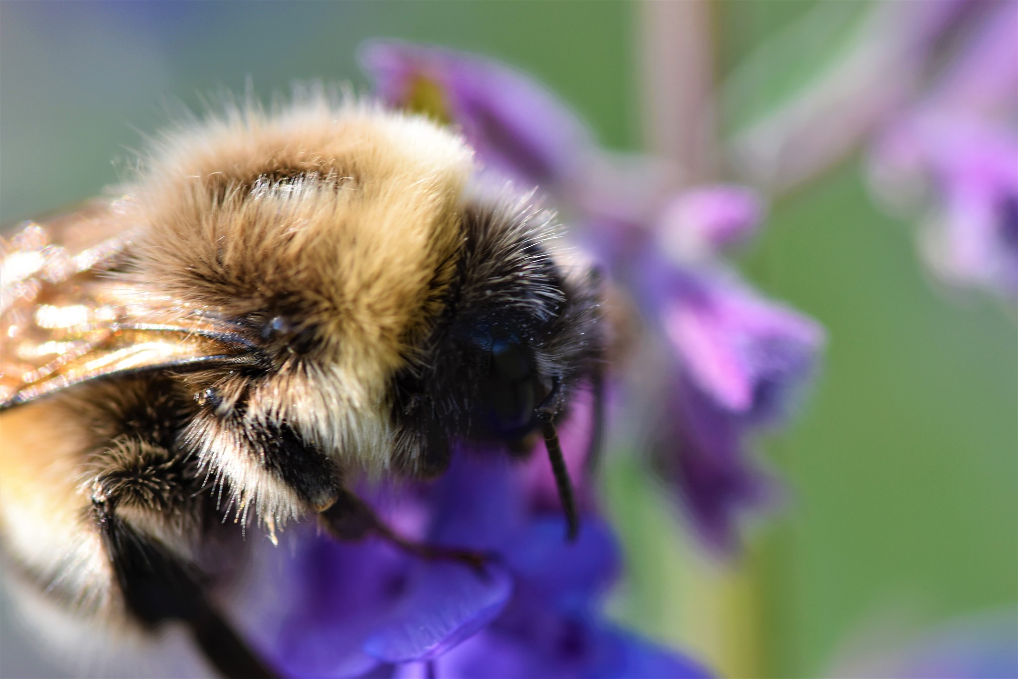 Foto: Martin Hampe Biene auf KAtzenminze