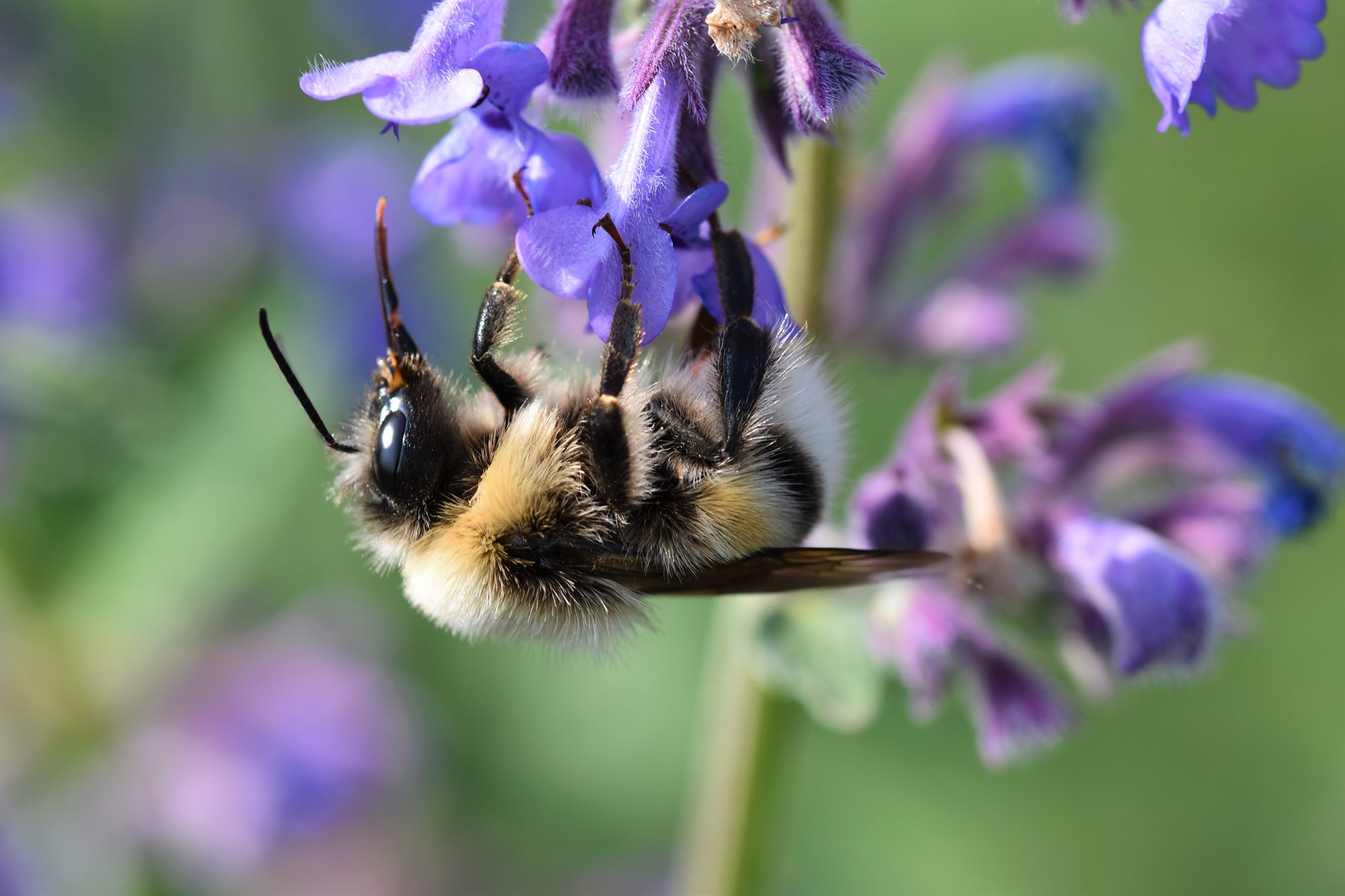 Foto: Martin Hampe Echte Katzenminze (Nepeta cataria) - Darstellung der Blüte mit Wildbiene
