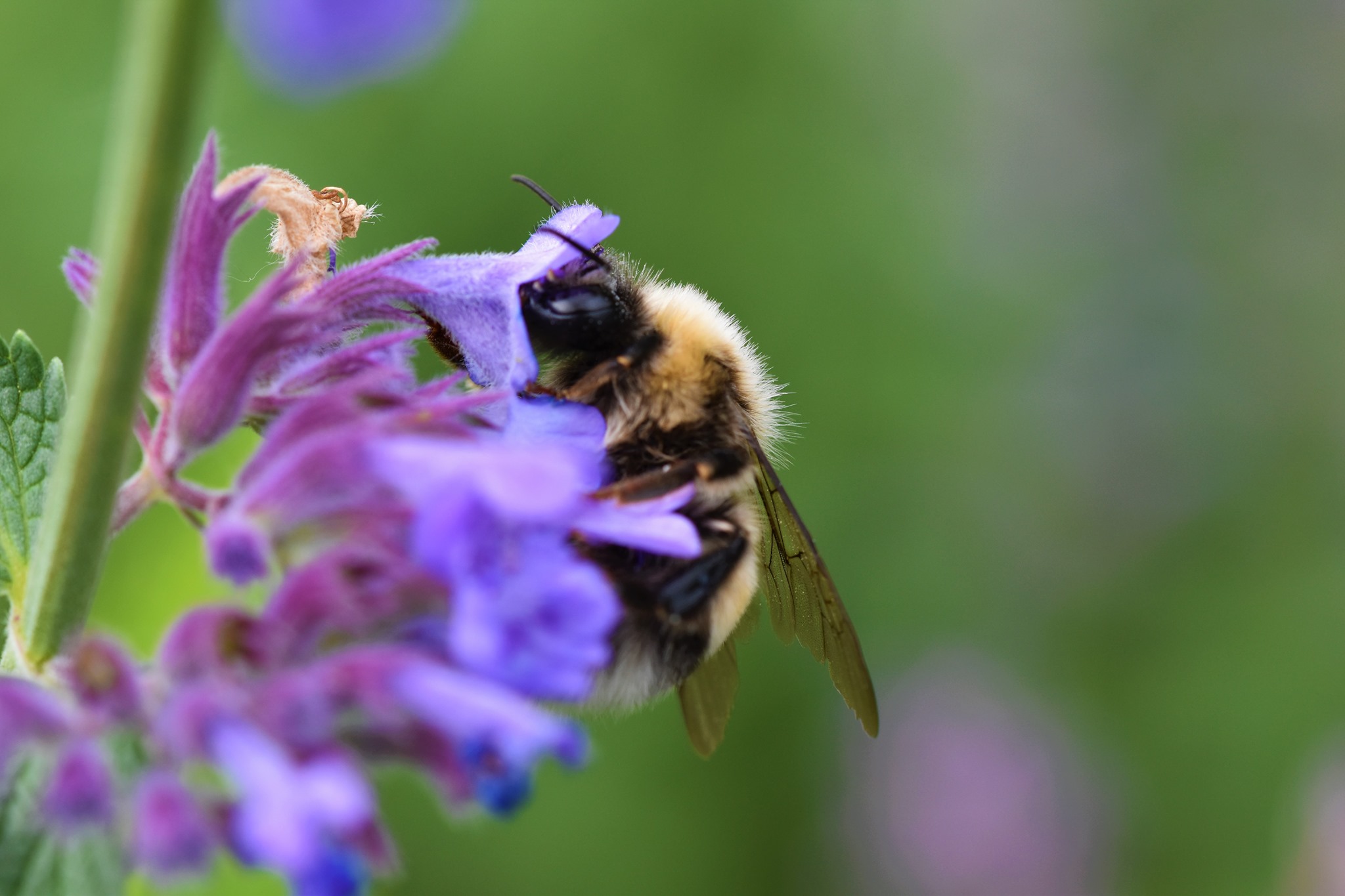 Foto: Martin Hampe Echte Katzenminze (Nepeta cataria) - Darstellung der Blüte mit Biene