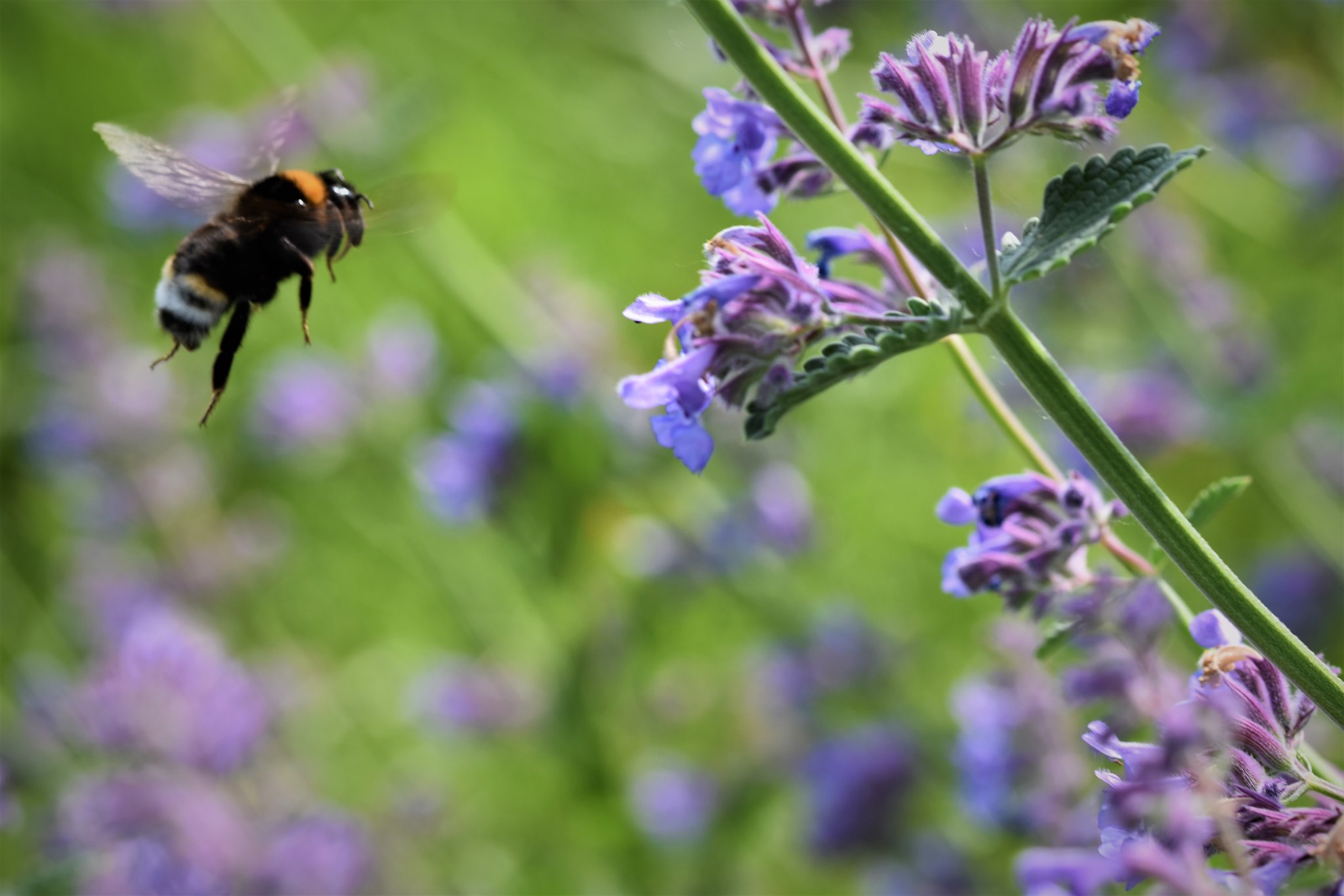 Foto: Martin Hampe Echte Katzenminze (Nepeta cataria) - Hummel auf dem Weg zur Blüte