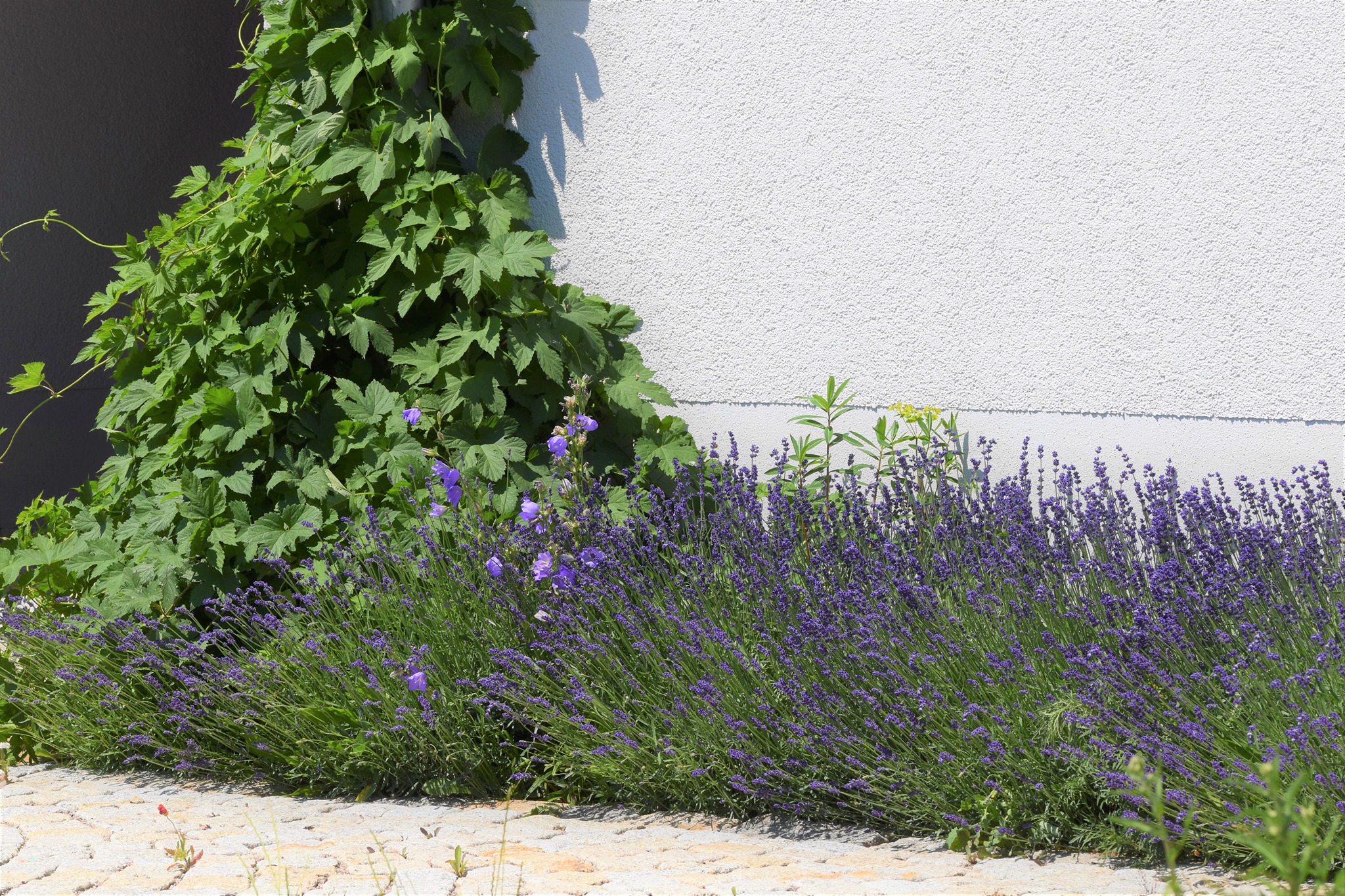 Lavendelpflanzen Spritzschutzstreifen