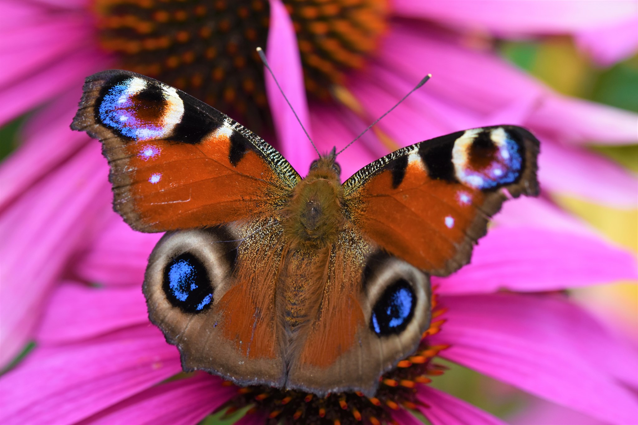 Schmetterling auf Blüte des Sonnenhutes
