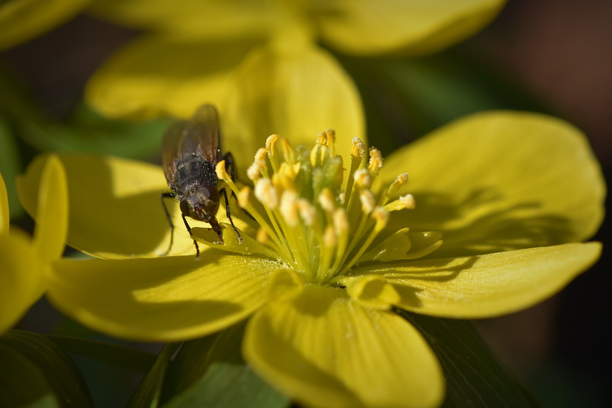Fliege auf Winterling (Eranthis hyemalis)