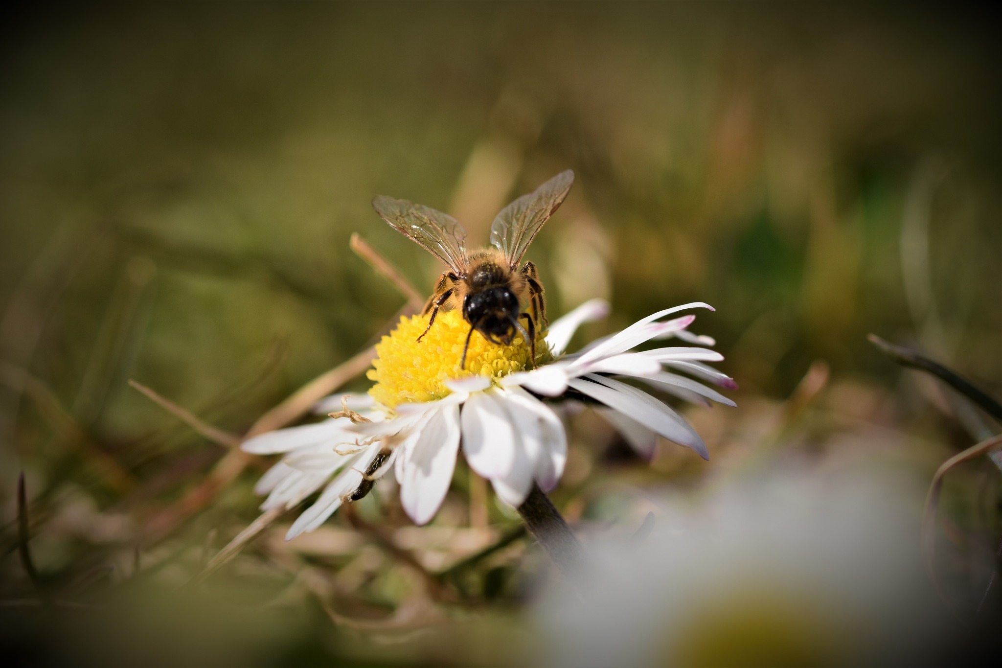 Wildbiene auf Gänseblümchen (Bellis perennis)