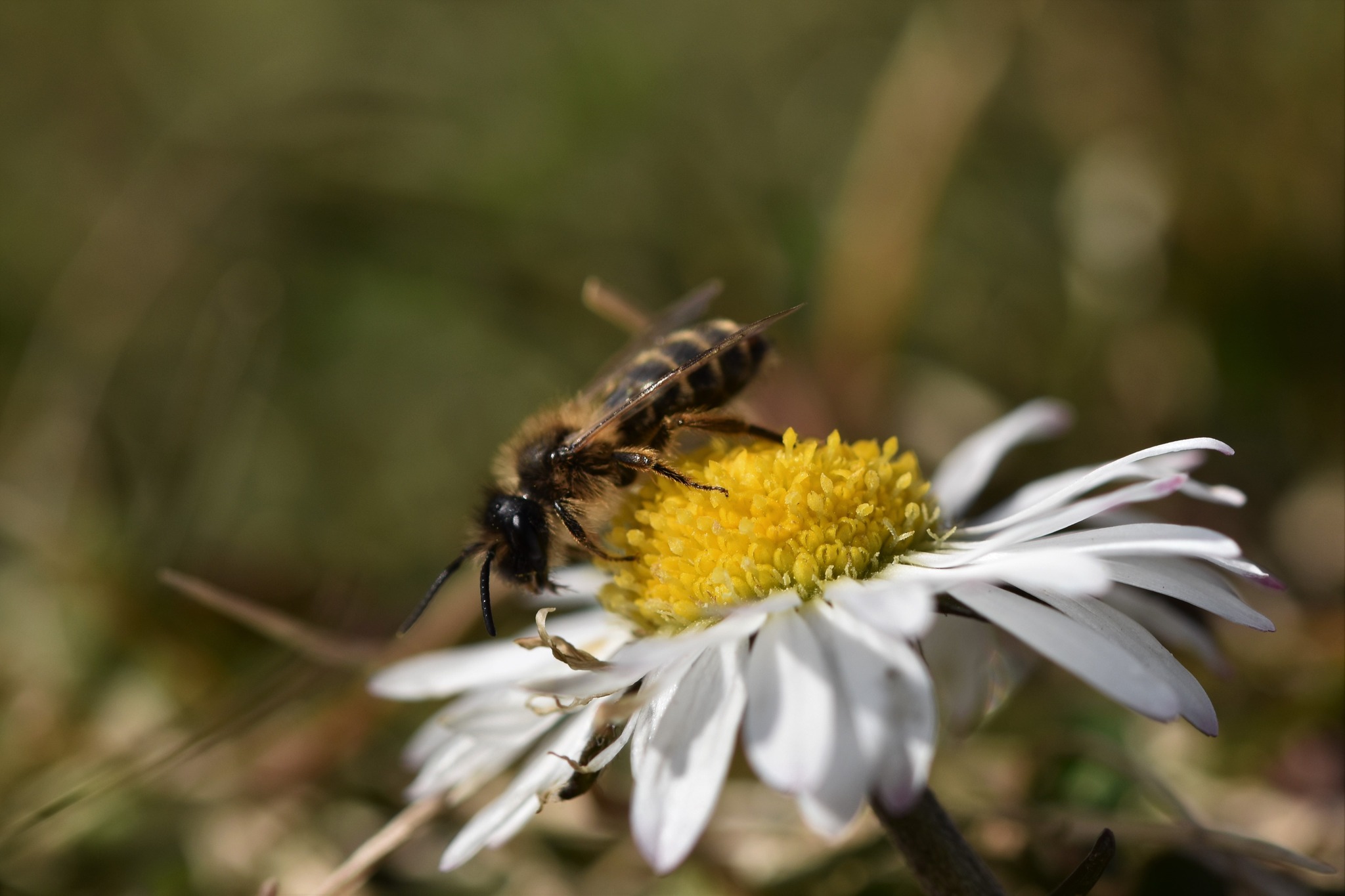 Nektaraufnahme einer Wildbiene auf dem Gänseblümchen