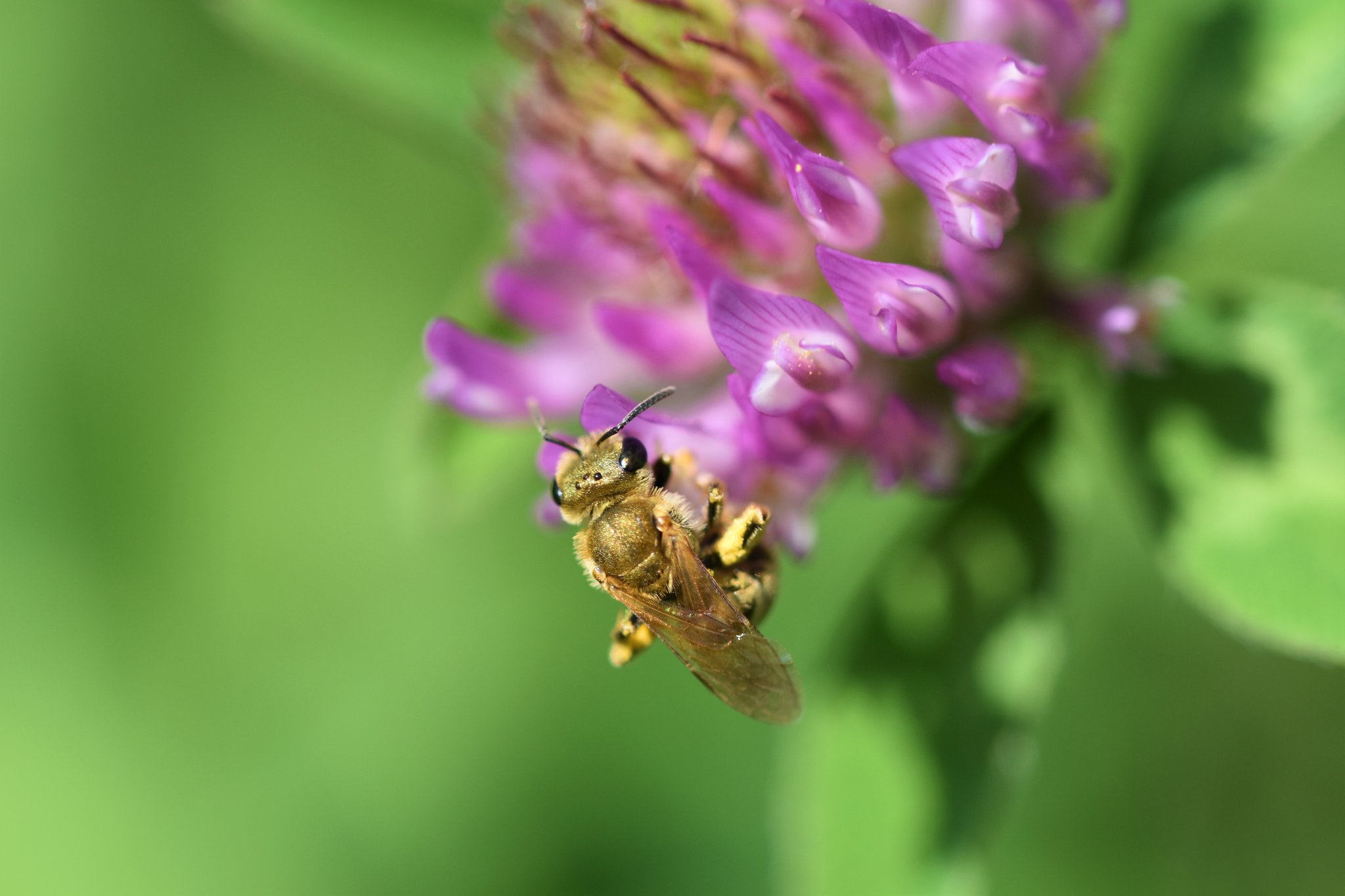 Rotklee, Wiesenklee (Trifolium pratense) - Darstellung der Blüte mit Biene