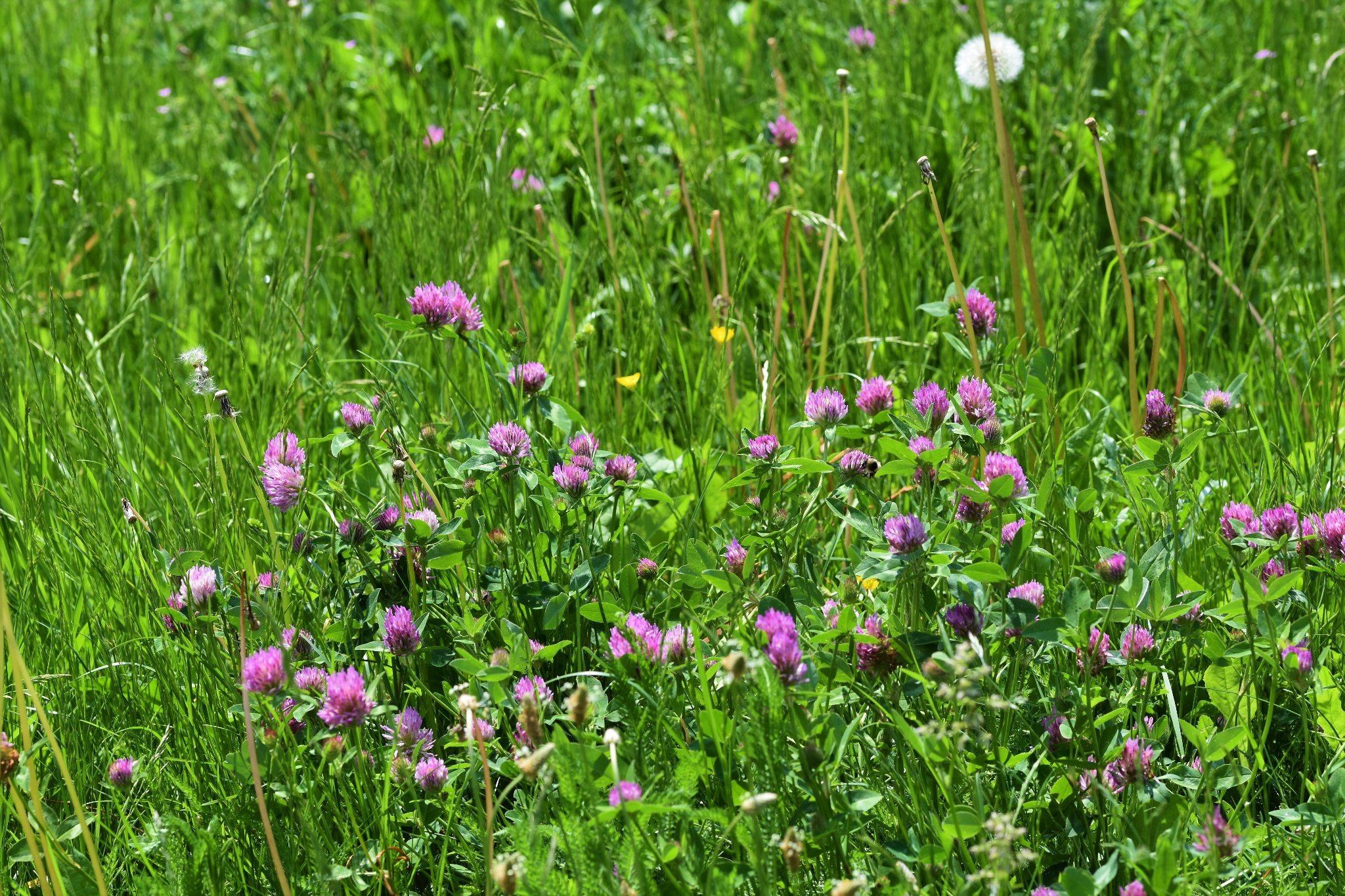 Rotklee, Wiesenklee (Trifolium pratense) - Pflanze im natürlichen Habitat
