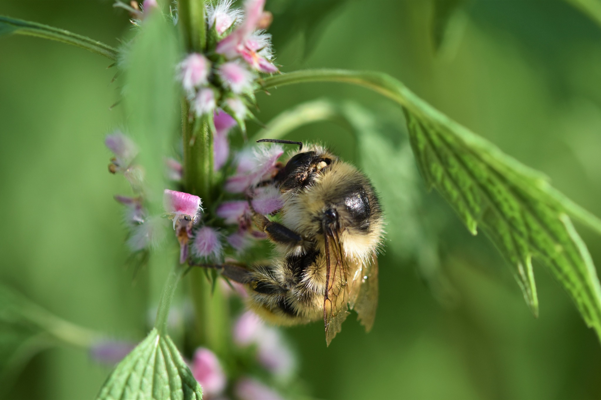 Wildbiene auf Blütes des Herzgespanns