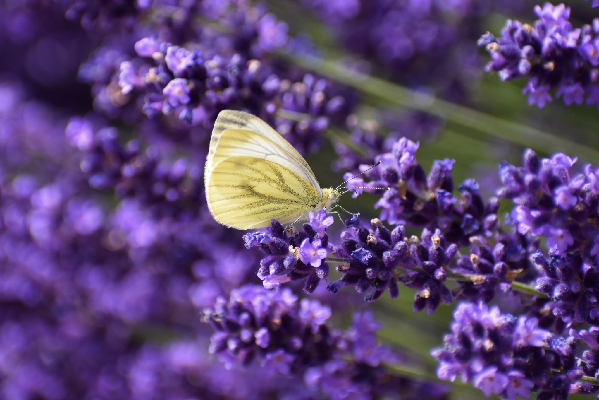 Schmetterling an Lavendelblüte