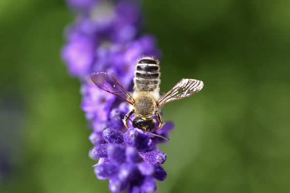 Echter Lavendel (Lavandula angustifolia) - Blüte mit Wildbiene
