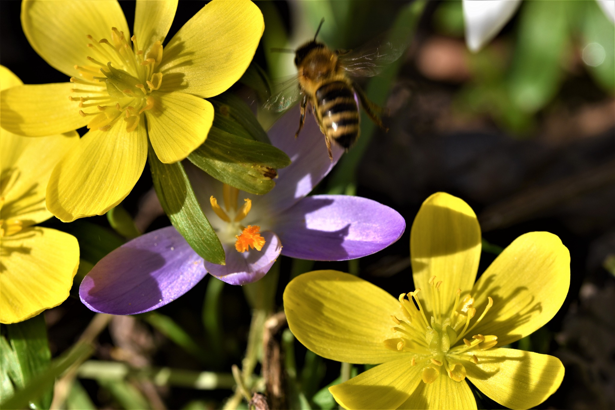 Winterling mit Krokus und fliegender Honigbiene