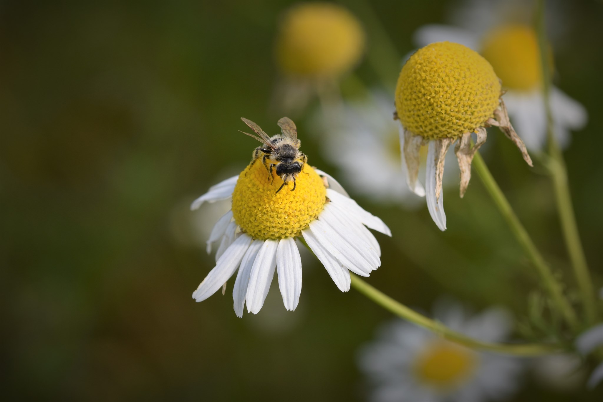 Foto: Martin Hampe Geruchlose Kamille (Tripleurospermum inodorum) - Darstellung der Blüte mit Biene
