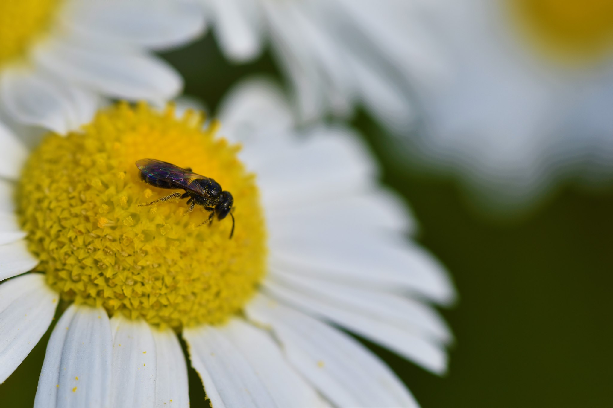 Foto: Martin Hampe Geruchlose Kamille (Tripleurospermum inodorum) - Darstellung der Blüte mit Wildbiene
