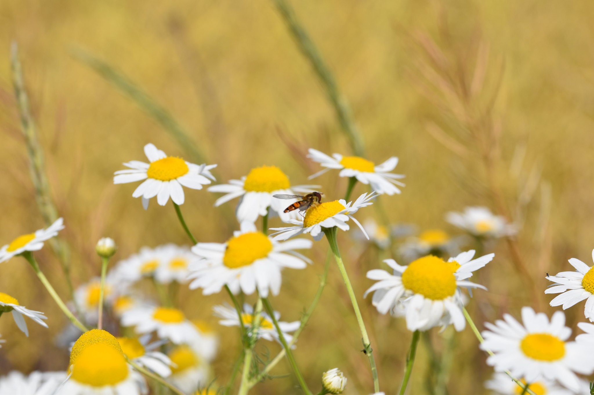 Foto: Martin Hampe Geruchlose Kamille (Tripleurospermum inodorum) - viele Blüten der Pflanze