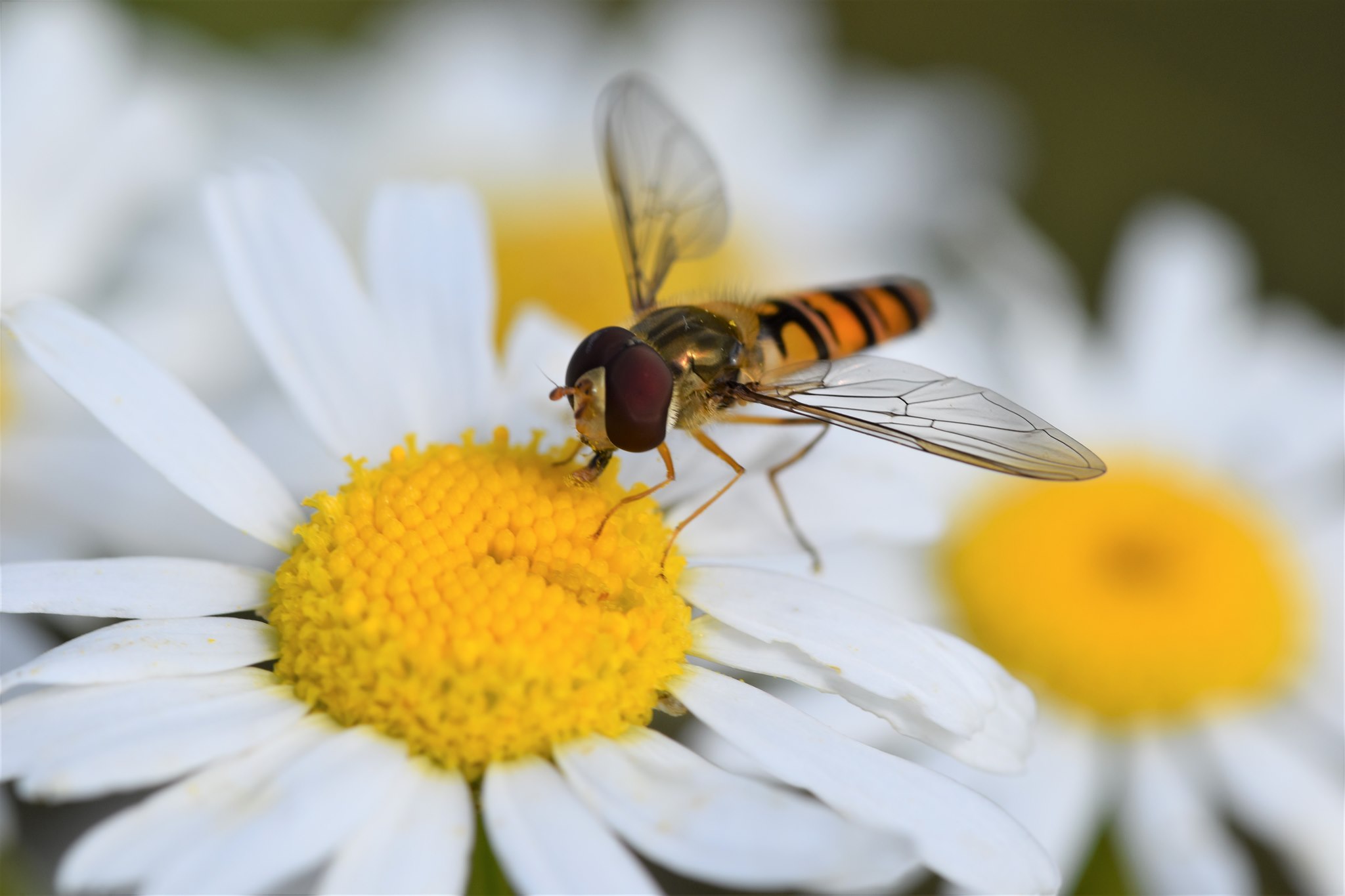 Foto: Martin Hampe Geruchlose Kamille (Tripleurospermum inodorum) - Darstellung der Blüte mit Schwebfliege