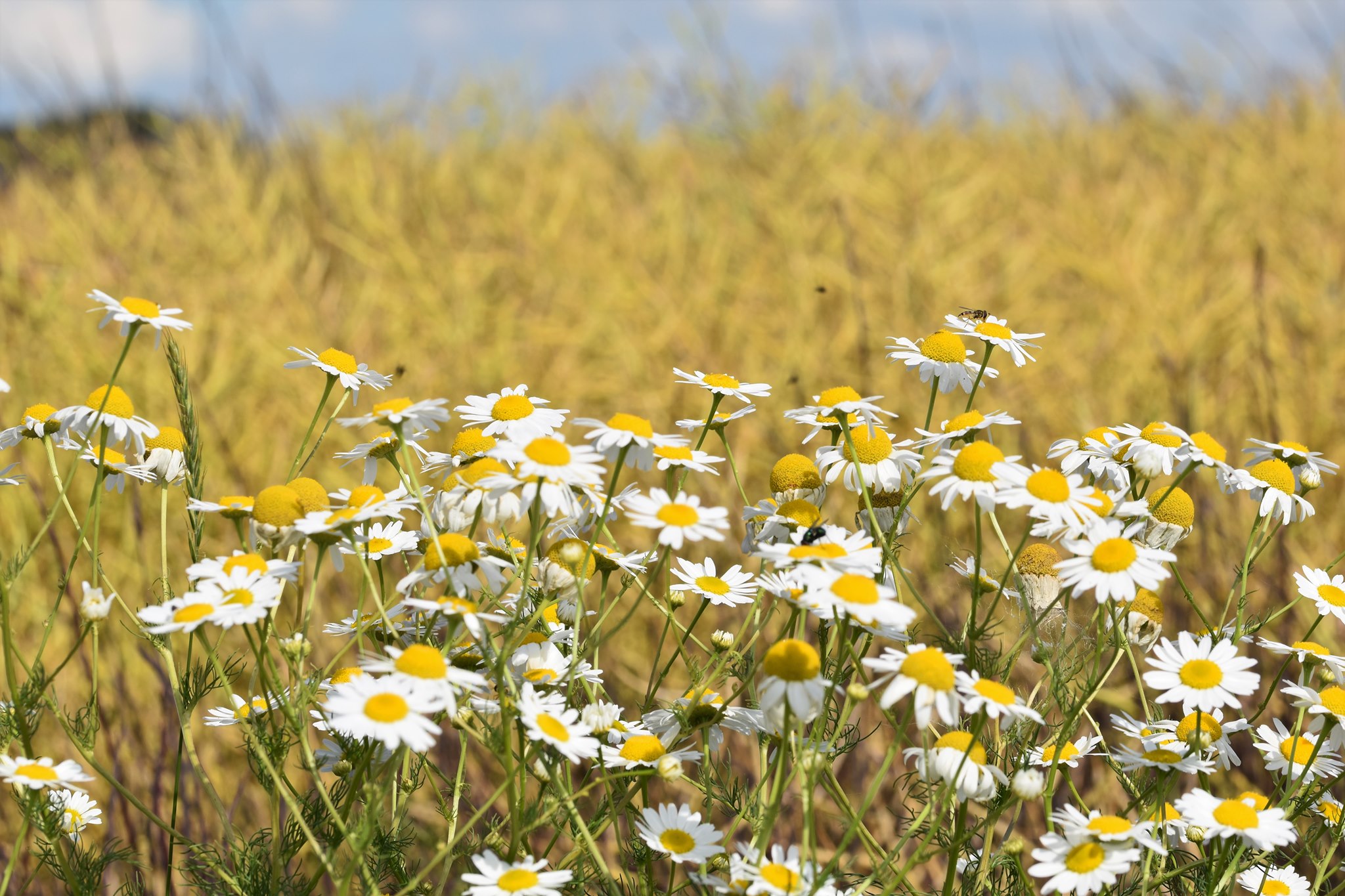 Foto: Martin Hampe Geruchlose Kamille (Tripleurospermum inodorum) Blüten vor Getreidefeld