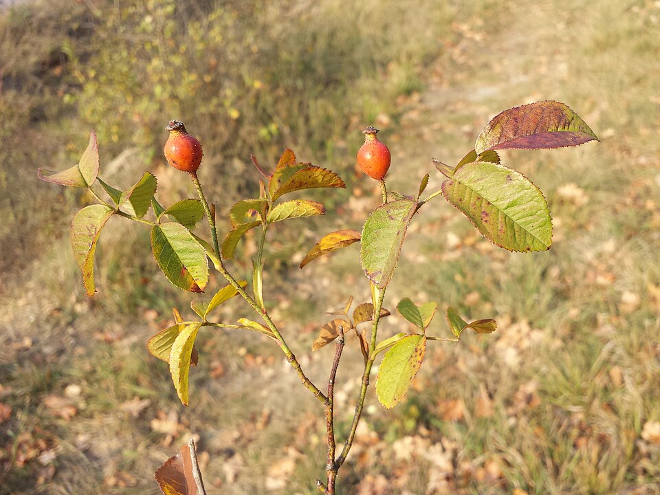 © Stefan.lefnaer, Wikimedia Commons, CC BY-SA 4.0 Essigrose (Rosa gallica) - Darstellung der Früchte bzw. Hagebutten