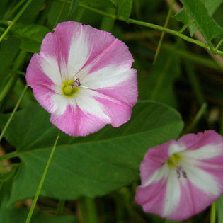 Acker-Winde (Convolvulus arvensis) - Darstellung der Blüte