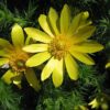 Frühlings Adonisröschen (Adonis vernalis) - Darstellung der Blüte
