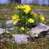 Frühlings Adonisröschen (Adonis vernalis) - Darstellung der Pflanze